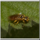 Pamphilius sp - Blattwespe 01a 9mm.jpg